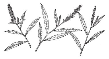 Salix Sesillilifolia dalı. Yaprakları ilâ 12 santimetre uzun, oval ile ipuçları işaret, dikenli dişli kenarlı ve genellikle ince ipeksi tüyleri, vintage çizgi çizme veya oyma illüstrasyon kaplı.
