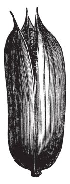 Bu resim çok yıllık çalılar ve ağaçlar Yucca Aile, vintage çizgi çizme veya oyma illüstrasyon tür gösterir.