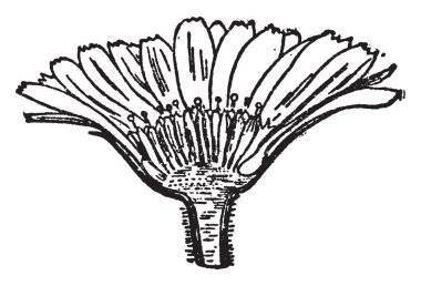 Bir resim Marigold çiçek gösteriyor. Kadife çiçeği çiçek başkanıdır. Tagetes kadife çiçeği çiçek bilimsel adıdır. Kuzey ve Güney Amerika, vintage çizgi çizme veya oyma illüstrasyon için yerel cinsidir.