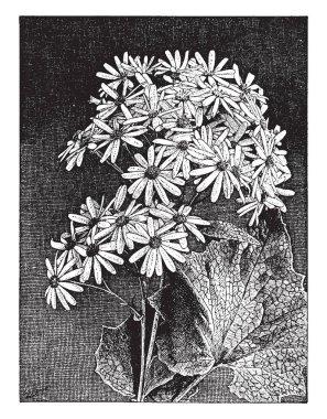 Bunlar Bahçe veya saksı bitkileri Kanarya Adaları çok yıllık bir senaryodan türetilen ve kalp şeklinde yaprakları ve kümeleri parlak çiçek başları, vintage çizgi çizme veya oyma illüstrasyon.