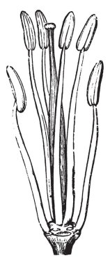 Bir resim Stamens ve hardal pistil gösterir. Pistil pollain-tahıl üst tarafında dolu Pollainsac ve alt bölümündeki bir filament. Erkek organları, vintage çizgi çizme veya oyma illüstrasyon bir ercik içerir.