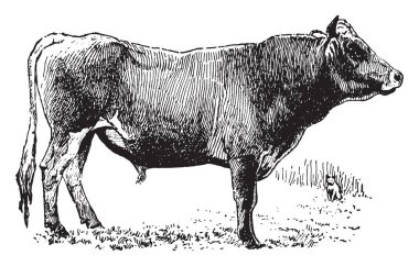 Jersey boğa küçük süt sığır çeşidi ve başlangıçta kanal Jersey Adası, vintage çizgi çizme veya oyma illüstrasyon büyüdüm.