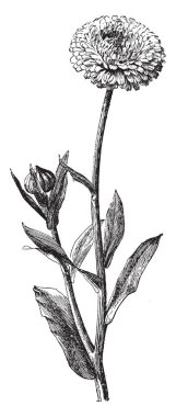 Calendula Officinalis pot kadife çiçeği var. Onun parlak sarı, altın ve turuncu renkli, vintage çizgi çizme veya oyma illüstrasyon çiçekler.