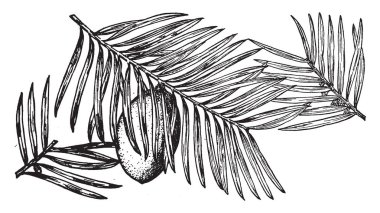 Bu çerçevede bazı yaprakları ve bu bitki California Torreo, vintage çizgi çizme veya oyma illüstrasyon bırak meyve var.