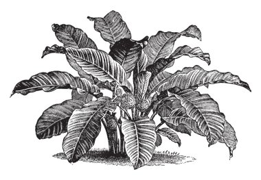 Bu Calathea Zebrina resmi vardır. Herdem yeşil bir bitkidir. Kadife ışık yeşil yaprakları, vintage çizgi çizme veya oyma resimde bulunan.