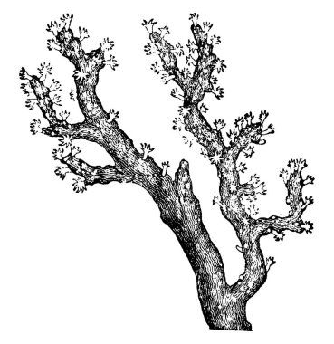 Mercan, vintage illüstrasyon kazınmış. Doğal Tarih hayvanların, 1880