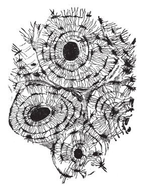 Bu resimde kompakt kemik, vintage çizgi çizme veya oyma illüstrasyon temsil eder..