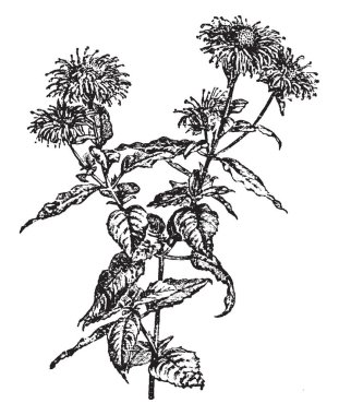 Parlak kırmızı ve mavi Temmuz Eylül çiçektir. Broşürler uçuk yeşil kırmızı ile tinged vardır. Kuzey Amerika'ya özgü Oswego çay bazen bergamot, vintage çizgi çizme veya oyma illüstrasyon adlandırılır.