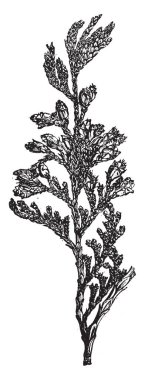 Bir Evergreen selvi Aile, vintage çizgi çizme veya oyma illüstrasyon ait olan mazı Standishii ağacının dalını gösteren bir resim.