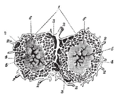 Bu resimde Lobules karaciğer, vintage çizgi çizme veya oyma illüstrasyon temsil eder..