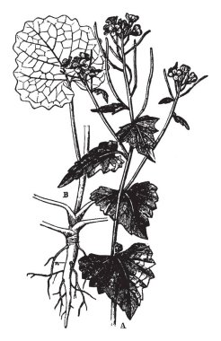 Bu bir Hedge sarımsak bir dalıdır ve bu bir hardal ailesine ait. Bir çiçekli bitki, vintage çizgi çizme veya oyma illüstrasyon.