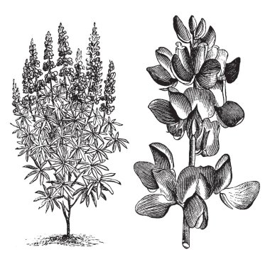 Bu Lupinus (Mutabilis) Cruikshankii bir resmi vardır ve olarak da bilinen acı bakla. Onun çiçek çizim veya oyma illüstrasyon mavi, vintage çizgi vardır.