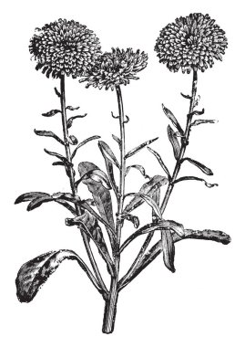 Calendula Officinalis çiçek resmi bu. Turuncu-kırmızı çiçekler soluk sarı ile çiçekli bir bitkidir. Onun yapraklar spirally görücü usulü, vintage çizgi çizme veya oyma illüstrasyon.
