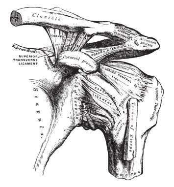 Bu resimde omuz, vintage çizgi çizme veya oyma illüstrasyon temsil eder..