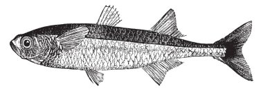 Kum kokuyordu beş ya da altı inç uzun, vintage çizgi çizme veya oyma illüstrasyon olduğunu.