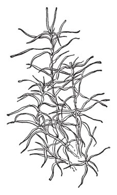 Bu gölet ot bitki bir resmi vardır. Onlar hiçbir sapı var. Ama birçok yaprakları uzun ve ince, vintage satır çizim veya gravür illüstrasyon.