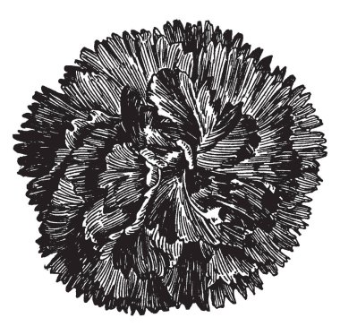 Derin tırtıklı yaprakları, vintage çizgi çizme veya oyma resimde gösterilen Radiance karanfil çiçek resmi.