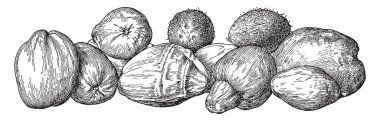 İşte bu çerçevede Hindistan cevizi bir sürü; Bu küçük, orta ölçekli var. Bu ağacı, vintage çizgi çizme veya oyma illüstrasyon meyvesi o Cocos uygulanır.