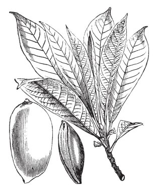 Bir resim mamey sapot şube ve Güney Meksika, vintage çizim için yerli ağaç familyasından onun meyve gösterilen veya illüstrasyon oyma.