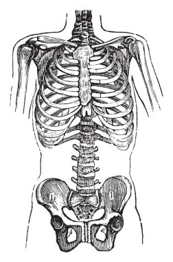Bu şekilde göğüs ve Pelvis, vintage çizgi çizme veya oyma illüstrasyon temsil eder.