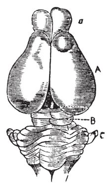 Bu yüzden onlar bırakın küçük Olfaktör sinir düğümü, vintage çizgi çizme veya oyma illüstrasyon maruz keseli sıçan beyin.