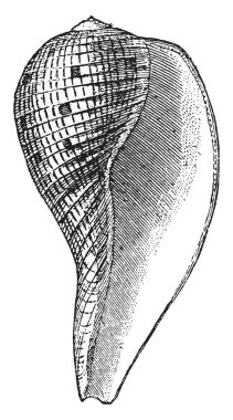 İncir kabuktur deniz salyangoz Ficidae Aile, vintage çizgi çizme veya oyma illüstrasyon.