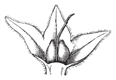 Bir resim bir çanak yaprak ve meyve Karakafes olarak da bilinen Symphytum Officinale gösteriyor. İçinde organik bahçe, birçok tıbbi sahip önemli bir bitkidir ve gübre kullanır, vintage çizgi çizme veya oyma illüstrasyon.
