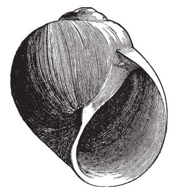 Kuzey ay salyangoz büyük deniz salyangoz, vintage çizgi çizme veya oyma illüstrasyon familyasından bir.