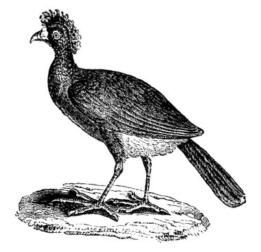 Mavi gagalı curassow veya mavi burda curassow, vintage illüstrasyon kazınmış. Doğal Tarih hayvanların, 1880
