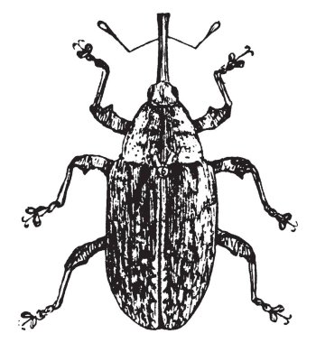Erik biçici culio veya weevil, vintage çizgi çizme veya oyma illüstrasyon bir türüdür.
