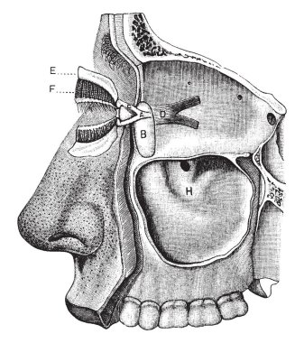 Bu resimde göz kapakları ve gözyaşı aparatı, vintage çizgi çizme veya oyma illüstrasyon temsil eder.