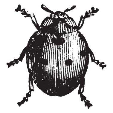 Yedi benekli Ladybird bahçeleri, vintage çizgi çizme veya oyma illüstrasyon için faydalıdır.