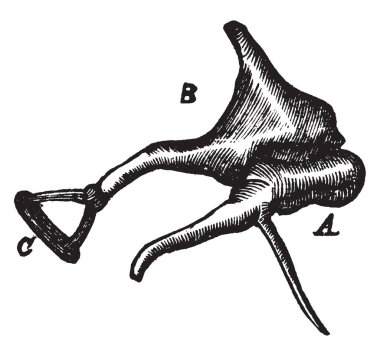 Bu resimde Tympanic kemikçiklerdeki, vintage çizgi çizme veya oyma illüstrasyon temsil eder..