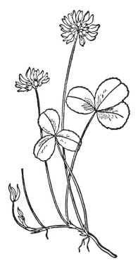 Bir resim beyaz yonca, olarak da bilinen yonca repens gösteriyor. Baklagiller, fasulye ailesine ait. Beyaz çiçekler ve yapraklar yumurta şeklinde ve uzun petioled, vintage eliptik çizgi çizme veya oyma illüstrasyon.