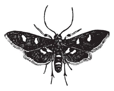 Bu resimde vintage çizgi çizme veya oyma illüstrasyon kadın üzüm yaprağı klasör temsil eder..