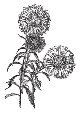 Resmi Çin aster kuyruklu yıldız türü gösterilir. Orada birçok sarı disk florets ortasında. Döner bir kaba dokulu, salgı, mor tasarlamak cypsela meyvedir yaşı, bağbozumu çizgi çizme ya da oyma illüstrasyon ile gri.