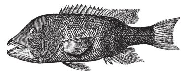 Kaliforniya davarbaşı wrasses, vintage çizgi çizme veya oyma illüstrasyon Labridae ailesinin bir balıktır.