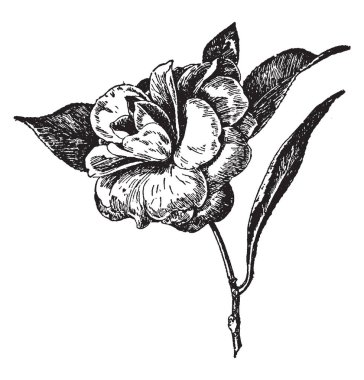 Bu Lucida Camellia Japonica bir çiçektir. Bu birden fazla yaprakları olan bitki. Derin yeşil yaprakları, vintage çizgi çizme veya oyma resimde bulunan.