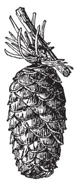 Aşağı doğru bakan bir ağacı, vintage çizgi çizme veya oyma illüstrasyon dalı tam yetişkin çam kozalağı.