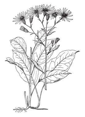 Aster Herveyi yaprak kök üzerinde büyür. Düz gitmiş, vintage çizgi çizme veya oyma illüstrasyon yaprakları paslı ve kök firmaları vardır.