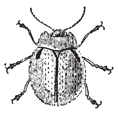 Bu resim Chrysomela Humeratis, vintage çizgi çizme veya oyma illüstrasyon temsil eder..