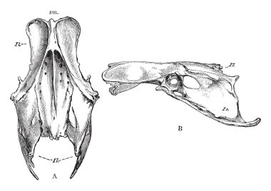 Bir kuş, vintage çizgi çizme veya oyma illüstrasyon pelvis büyük işlevi.
