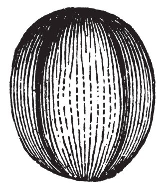 Bu polen yuvarlak türüdür. Ve Ichinokayatis bu bitki, vintage çizgi çizme veya oyma illüstrasyon polen.