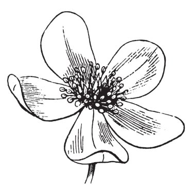 Çiçek yaprakları yaprak gibi genellikle çiçek üst etrafında bir çember içinde düzenlenmiş çiçek yaprağı, polen iç, çizim veya şekil oyma vintage çizgi içinde bir sürü.