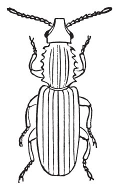 Dişli tahıl böceği böcek Silvanidae Aile, vintage çizgi çizme veya oyma resimde gördüm.