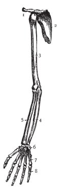 Bu örnekte üst ekstremite, vintage çizgi çizme veya oyma illüstrasyon temsil eder..