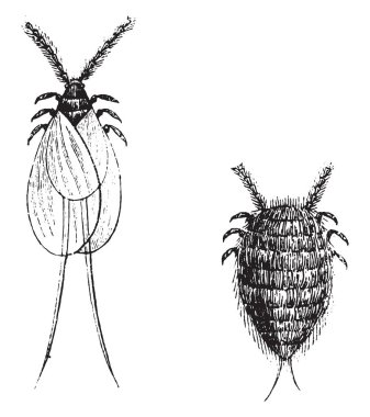 Cochineal, vintage illüstrasyon kazınmış. Doğal Tarih hayvanların, 1880