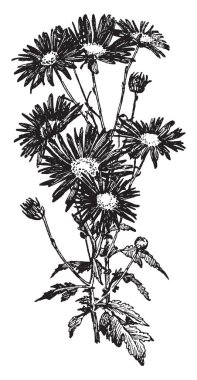 Tek blooms maruz kalan disk çiçeği ve bir-yedi satırınız ray çiçeği, vintage çizgi çizme veya oyma illüstrasyon.