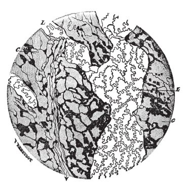 Bu resimde lenfatik Plexus, vintage çizgi çizme veya oyma illüstrasyon temsil eder..