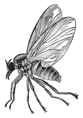 Buffalo Gnat is any member of the family Simuliidae of the Culicomorpha infraorder, vintage line drawing or engraving illustration. clipart
